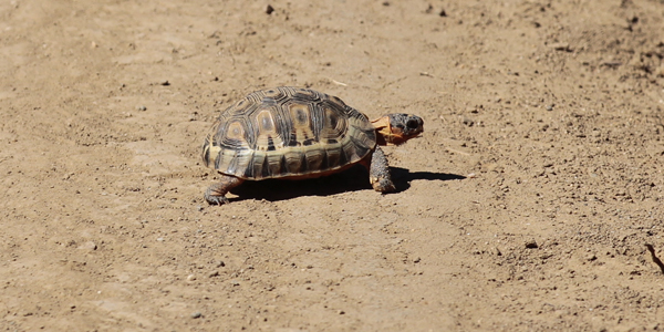 Tortoise Tortoise